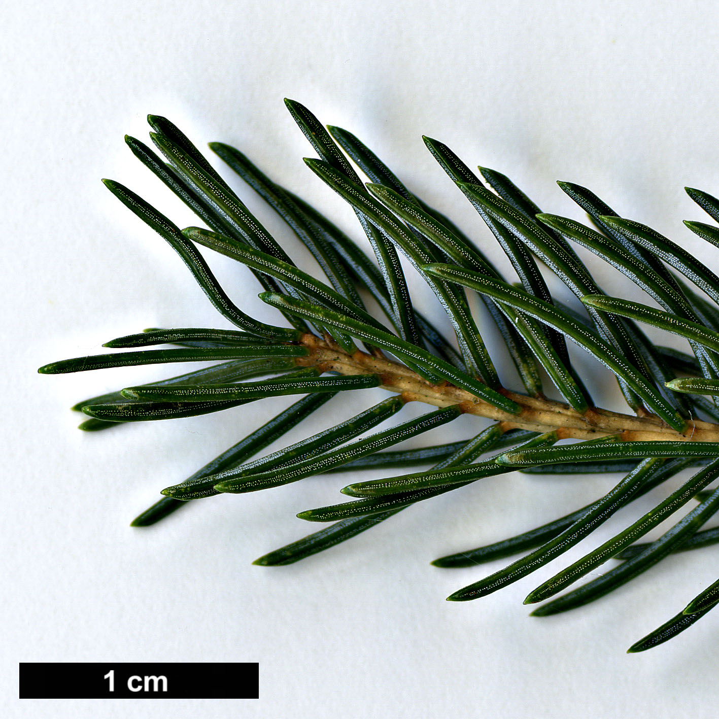 High resolution image: Family: Pinaceae - Genus: Picea - Taxon: alcoquiana - SpeciesSub: var. reflexa High resolution image: Family: Pinaceae - Genus: Picea - Taxon: alcoquiana - SpeciesSub: var. reflexa